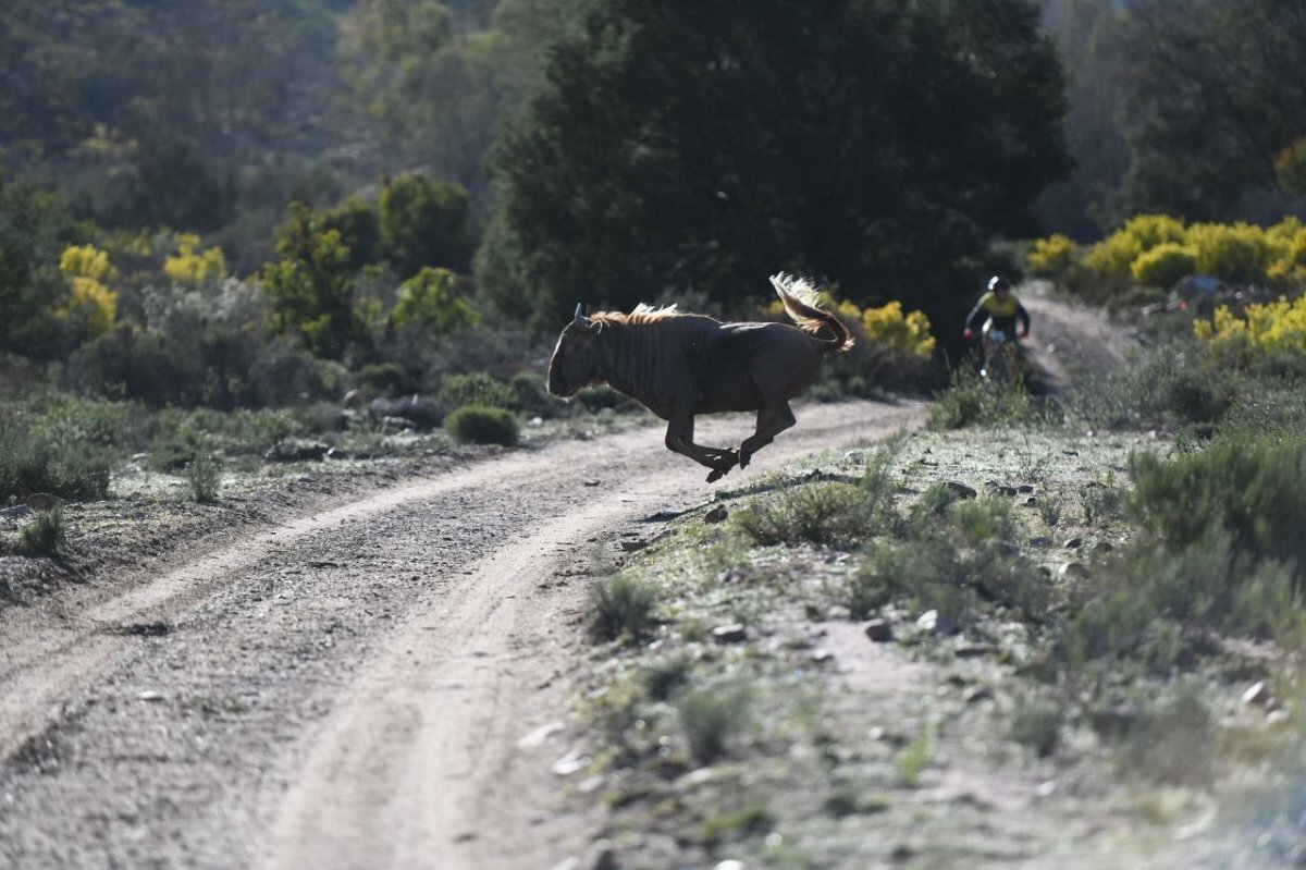 Attakwas 2021 Wildebeest.jpeg