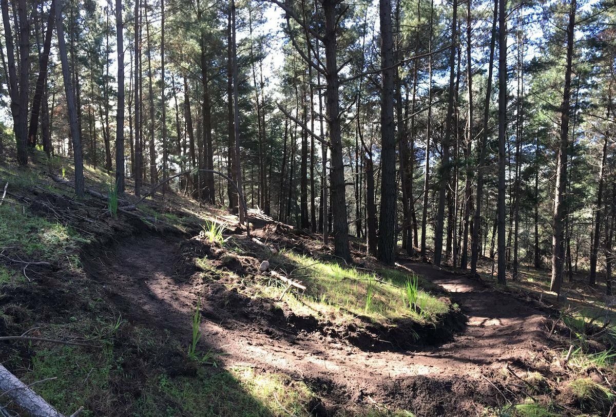 Jordan single track in pine forest.jpg
