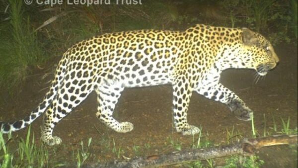 Cape Leopards continue to frequent Wines2Whales MTB Routes