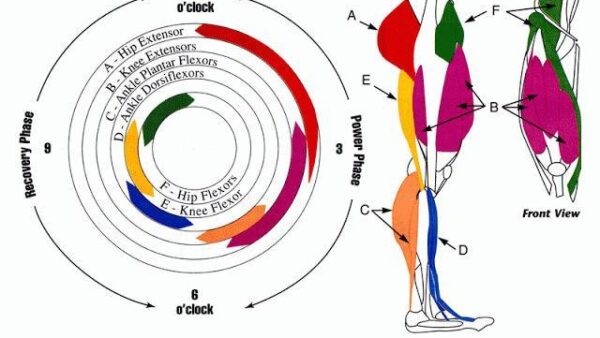 Technique: Pedal stroke – Pedaling around the clock