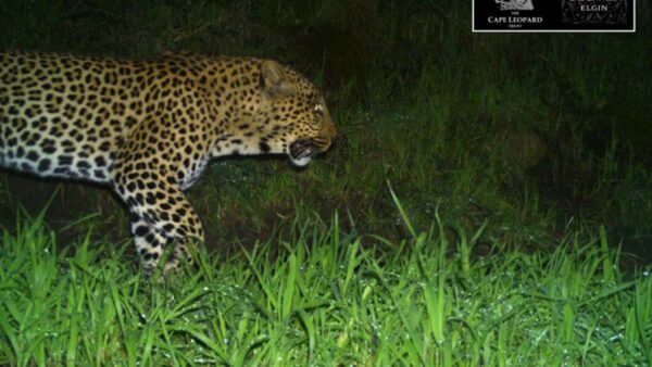 Cape Leopard takes a first look at the new FNB W2W MTB Routes