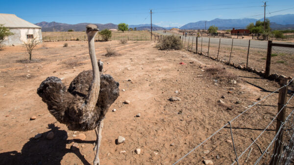 Roosting Rooiberg on day three of Tour de Braai