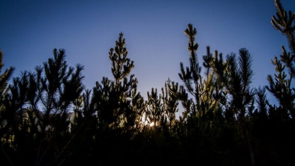Western Province Gravity Enduro round 1 at Jonkershoek
