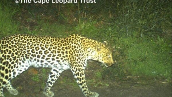Leopard activity continues on FNB W2W MTB routes
