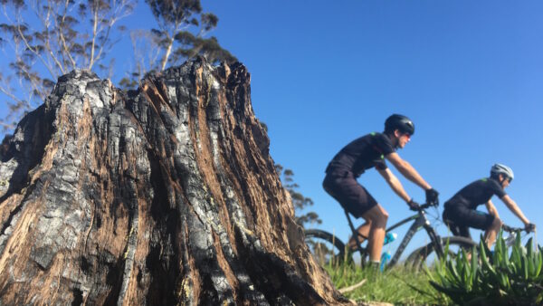 Knysna Bull: Riding from the ashes