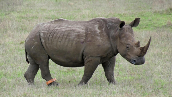 Illovo continue support of Tala rhino protection
