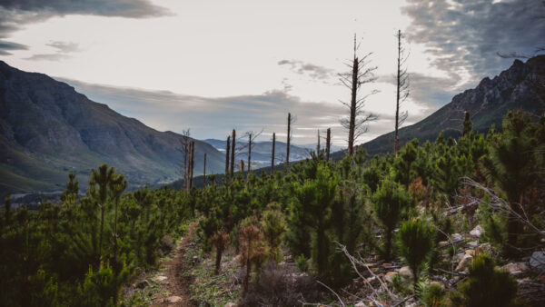 From the Ashes: Building Jonkershoek