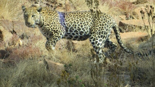 FNB Magalies Monster supports the Save Magaliesberg Species