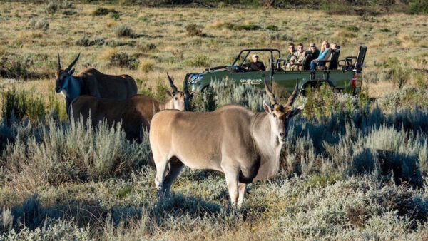 Big five game reserve venue for inaugural Evox Tour de Femme