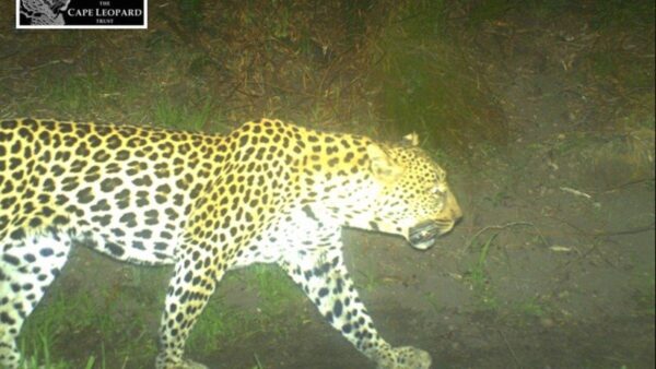 Cape leopards frequent FNB Wines2Whales MTB routes