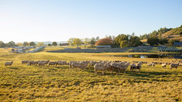 A sani2c guide, with a little help from the Black Mambas